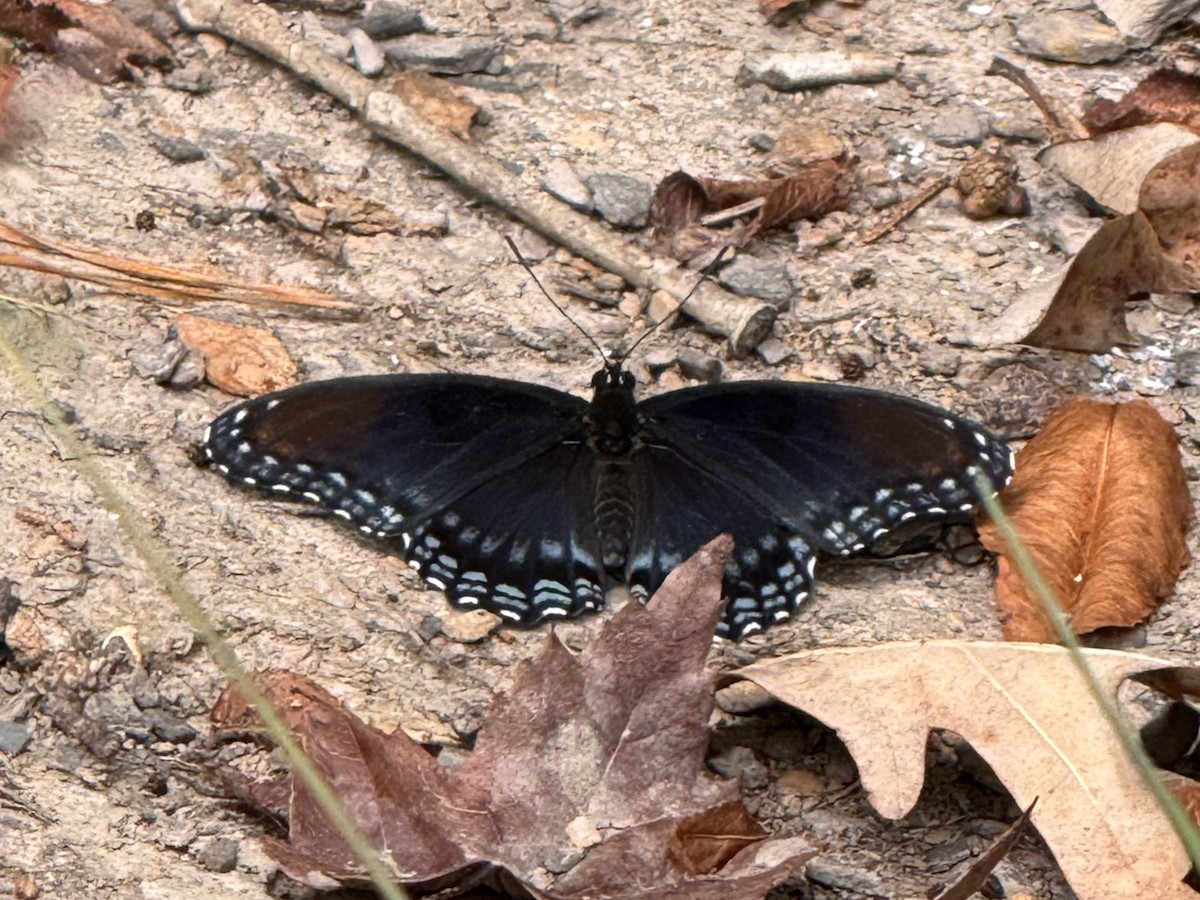 Red-spotted Purple - ML640615748