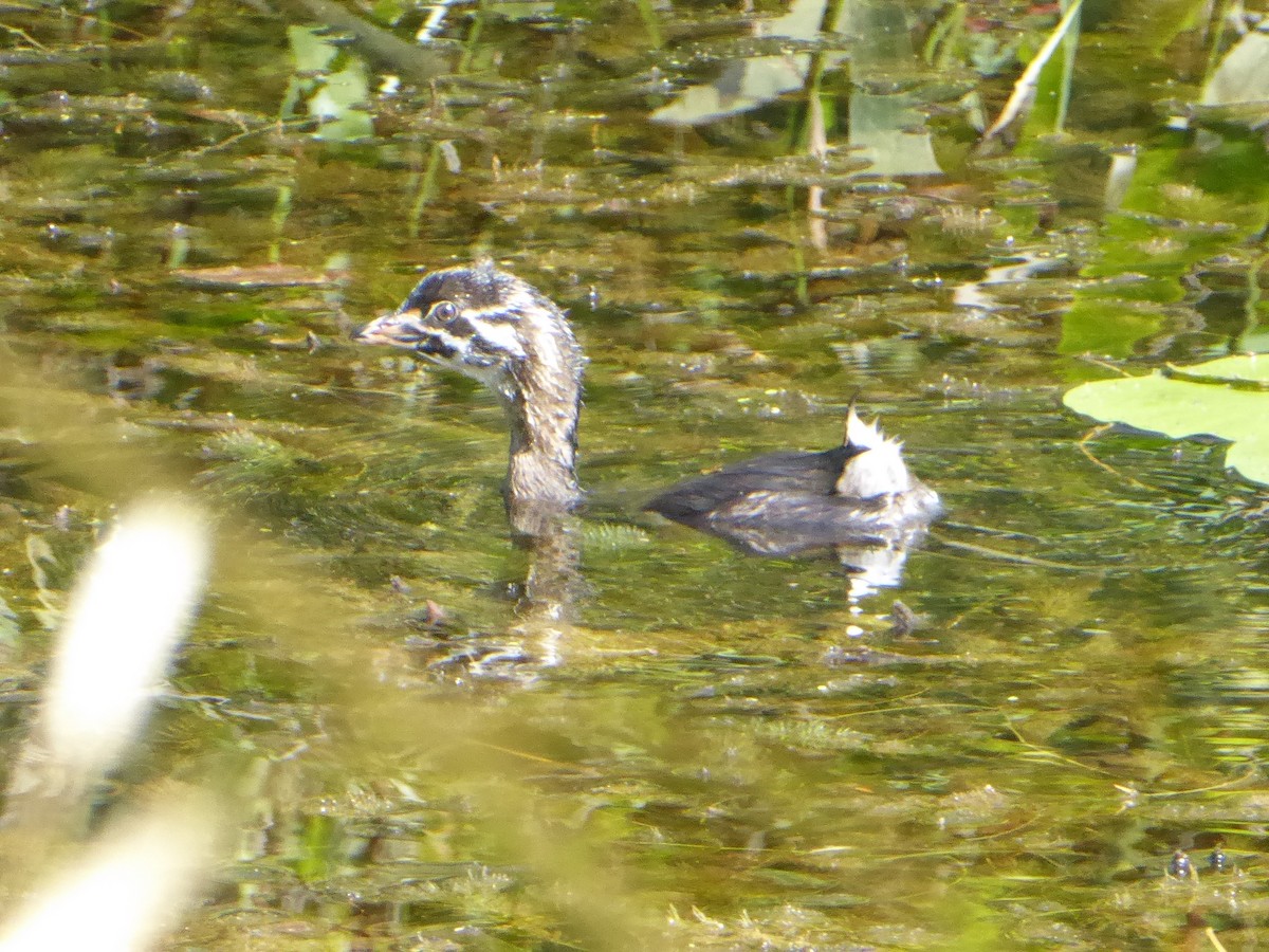 Pied-billed Grebe - ML640615749