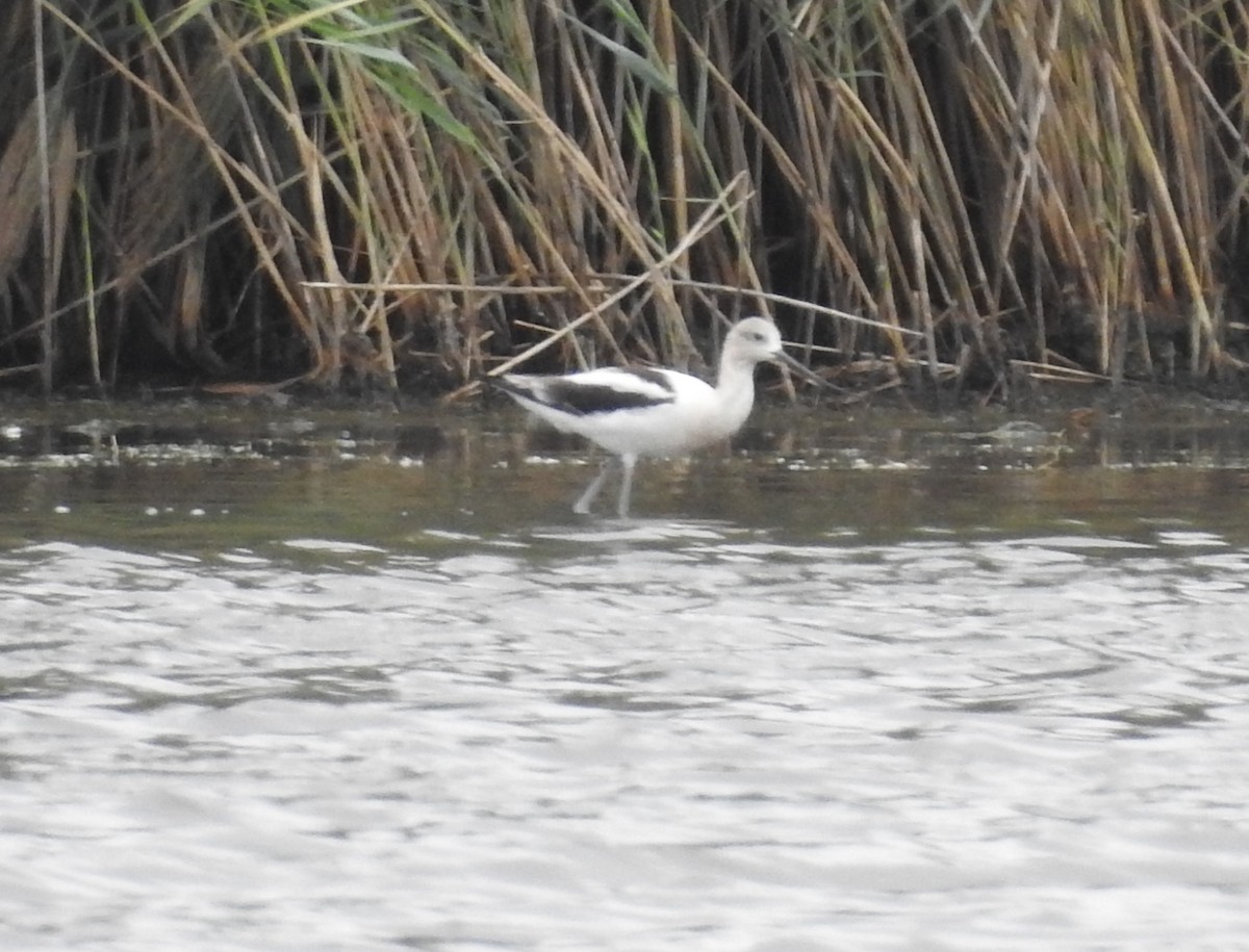 Avocette d'Amérique - ML640615782