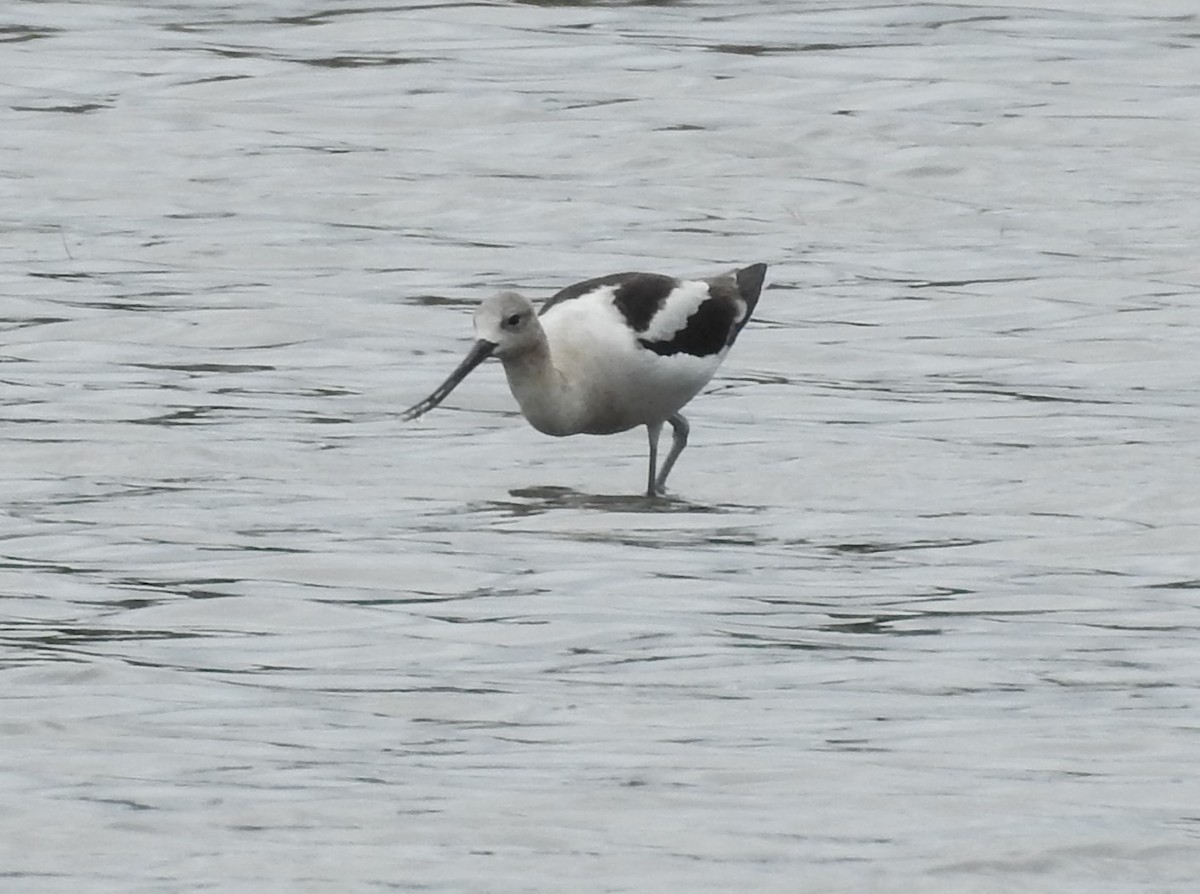 Avocette d'Amérique - ML640615783