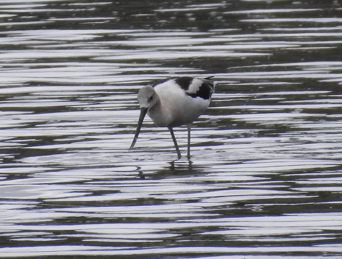 Avocette d'Amérique - ML640615784