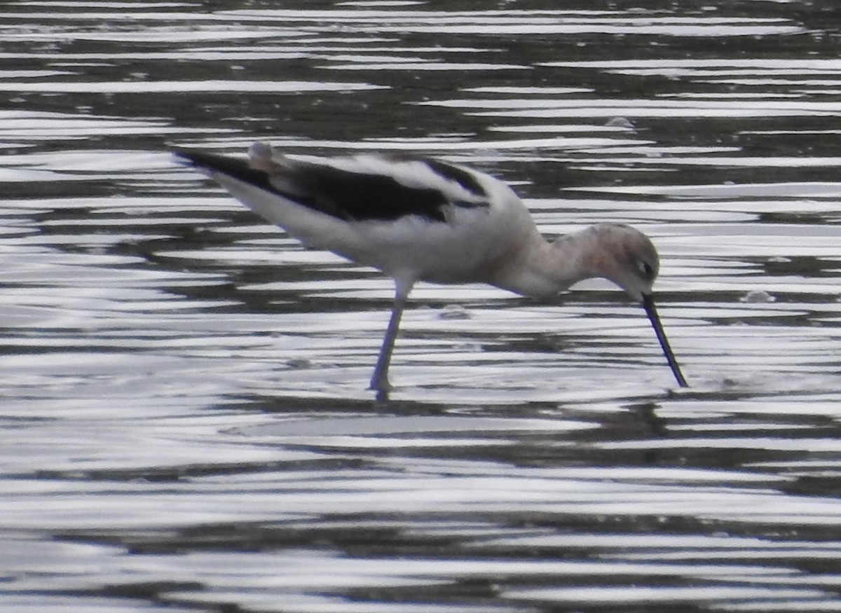 Avocette d'Amérique - ML640615785