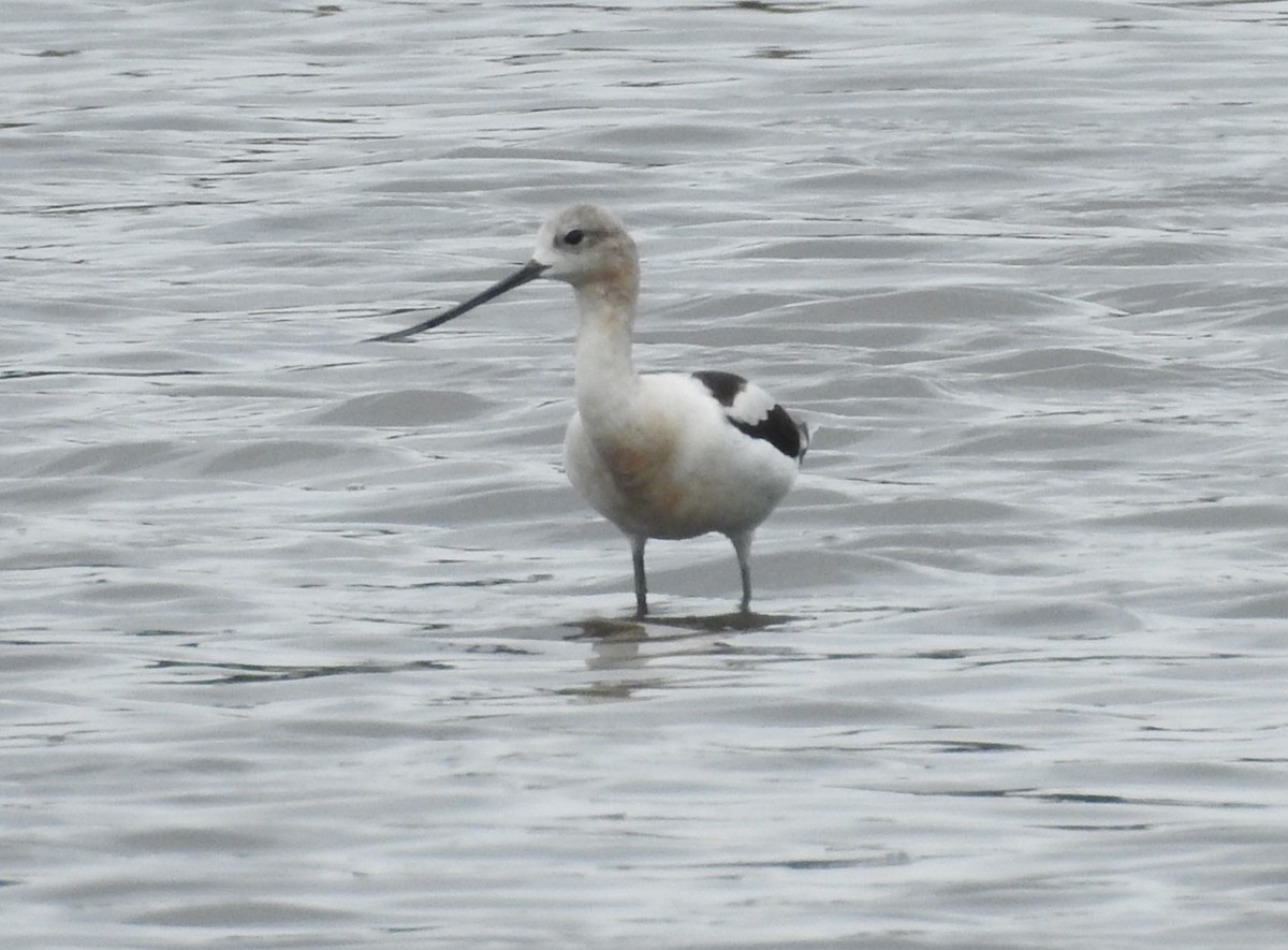 Avocette d'Amérique - ML640615786
