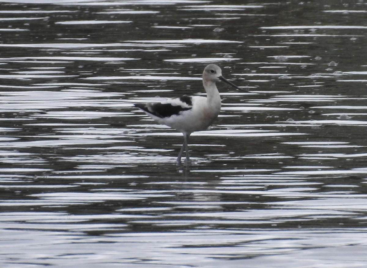 Avocette d'Amérique - ML640615787