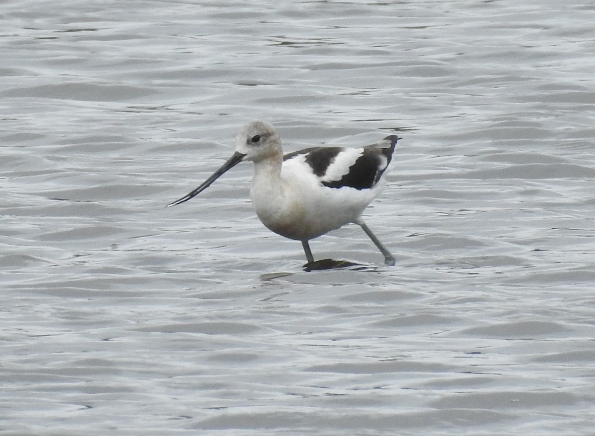 Avocette d'Amérique - ML640615788