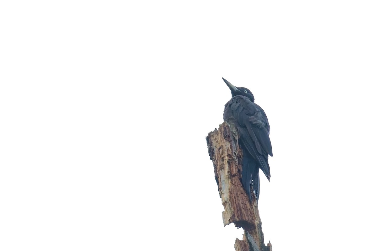 Black Woodpecker - ML640615930