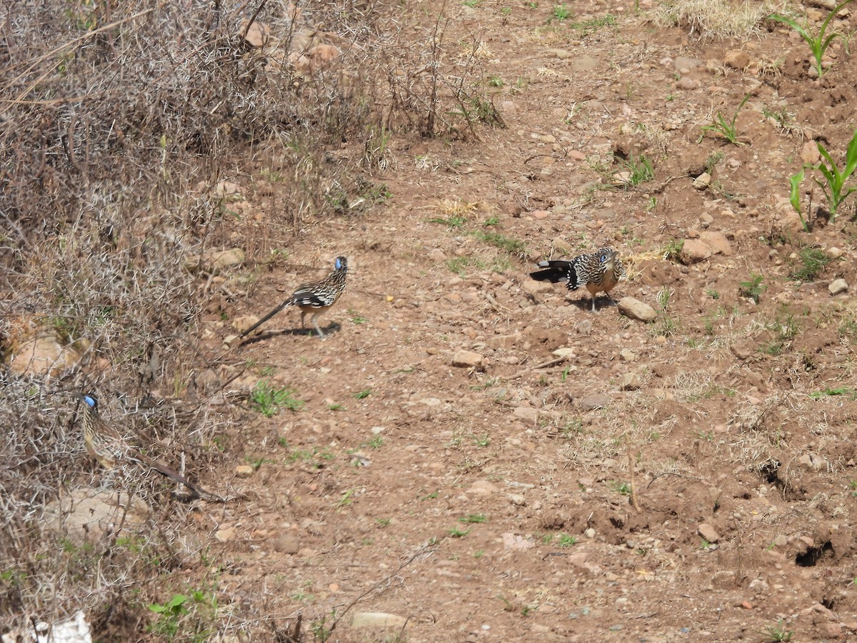Lesser Roadrunner - ML640615997