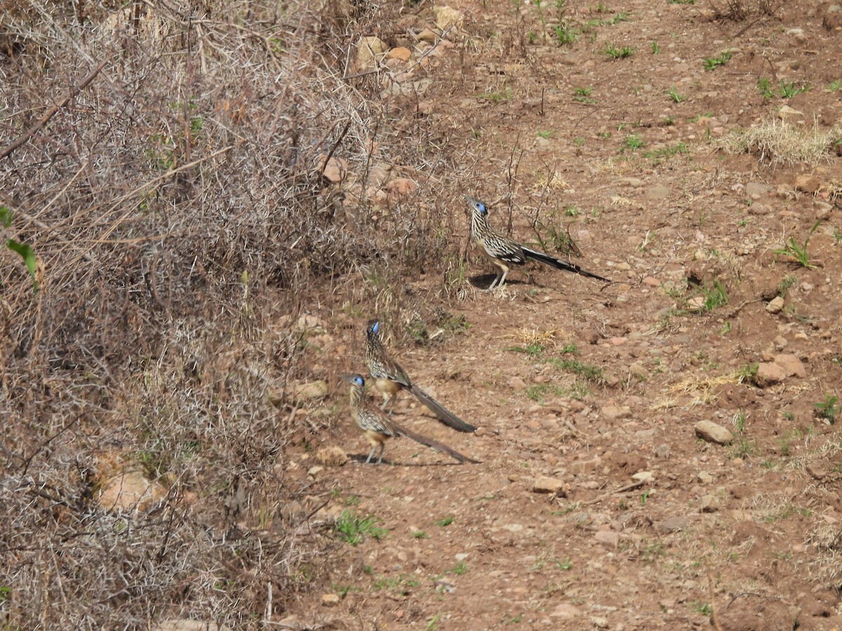 Lesser Roadrunner - ML640616000