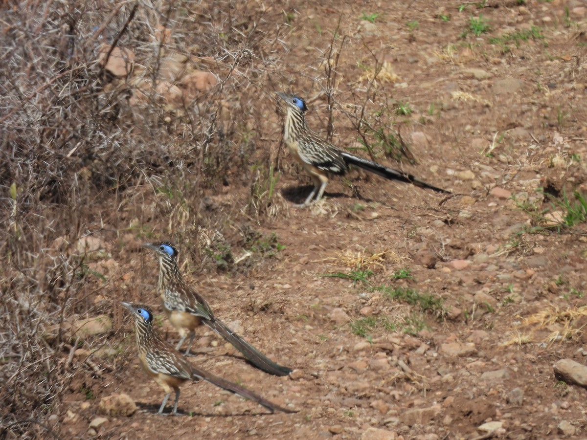 Lesser Roadrunner - ML640616003