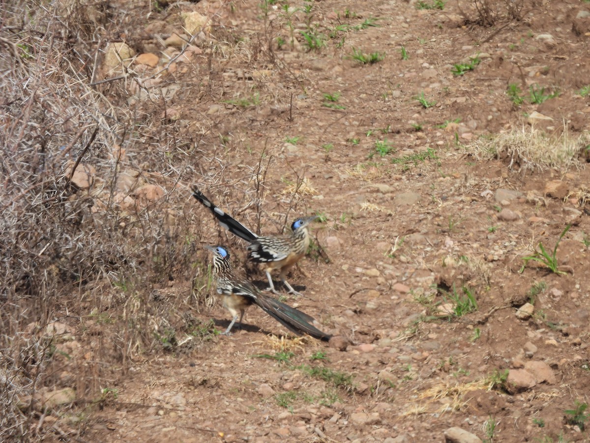 Lesser Roadrunner - ML640616004