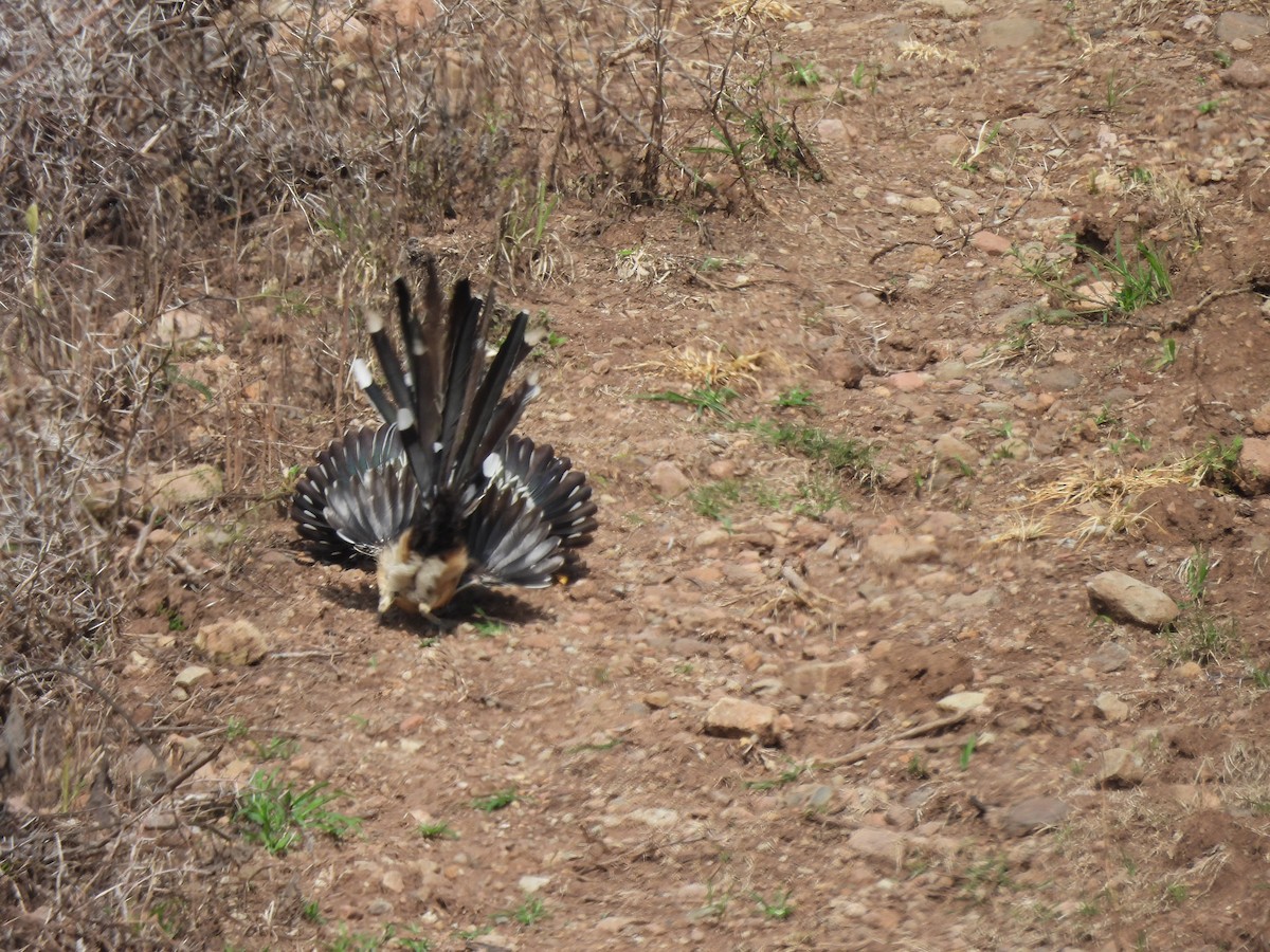 Lesser Roadrunner - ML640616006