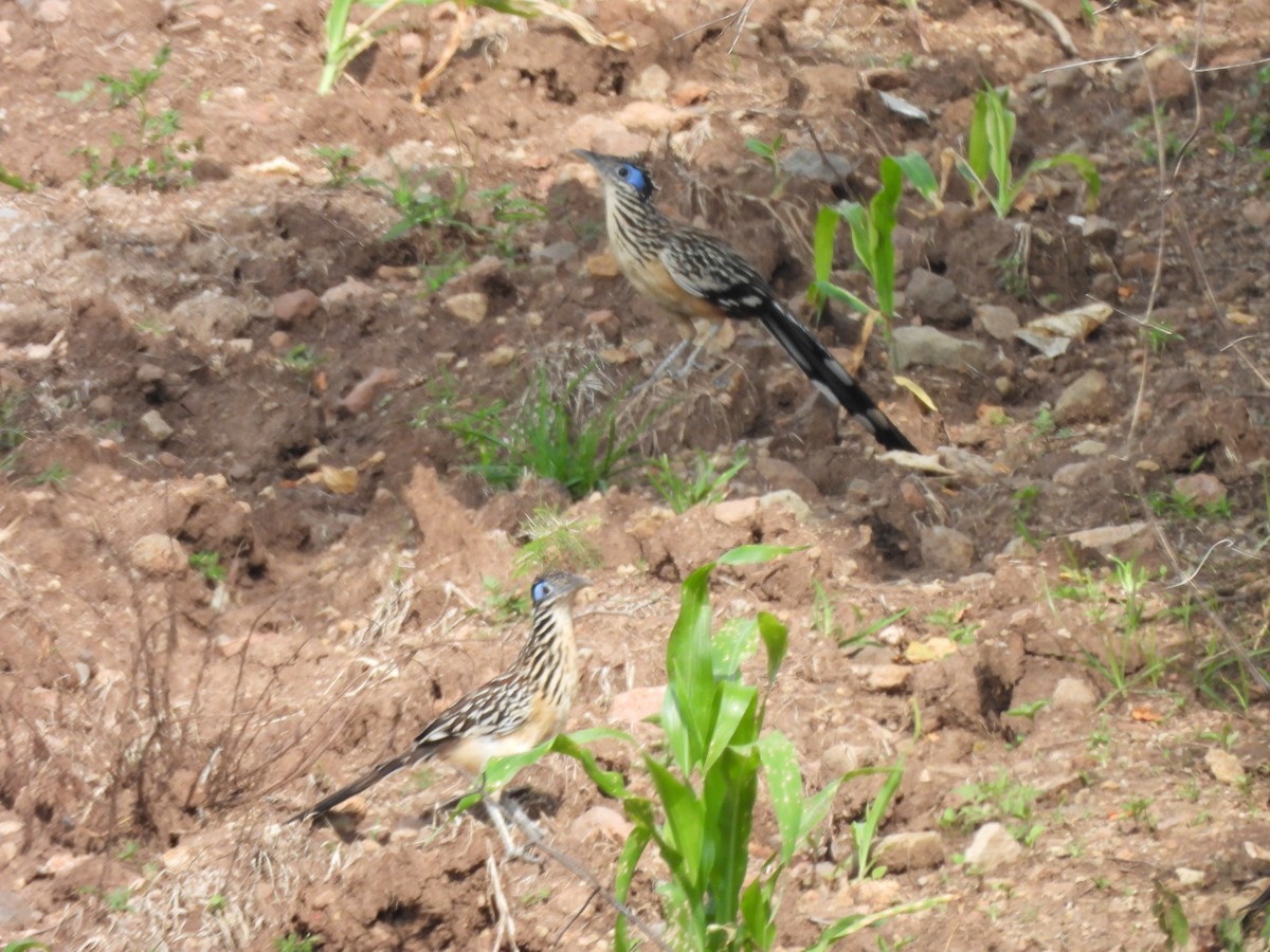Lesser Roadrunner - ML640616007