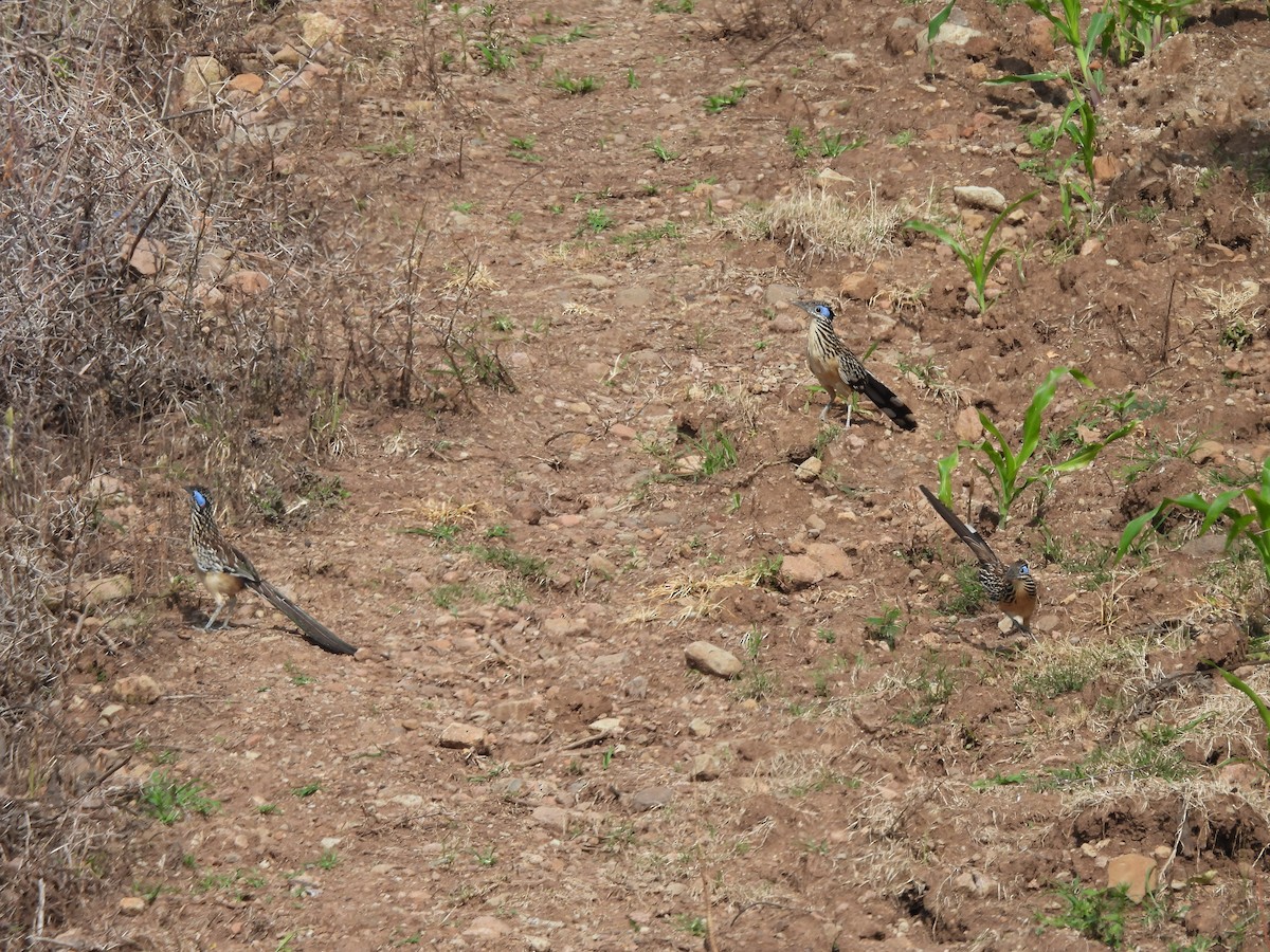 Lesser Roadrunner - ML640616008