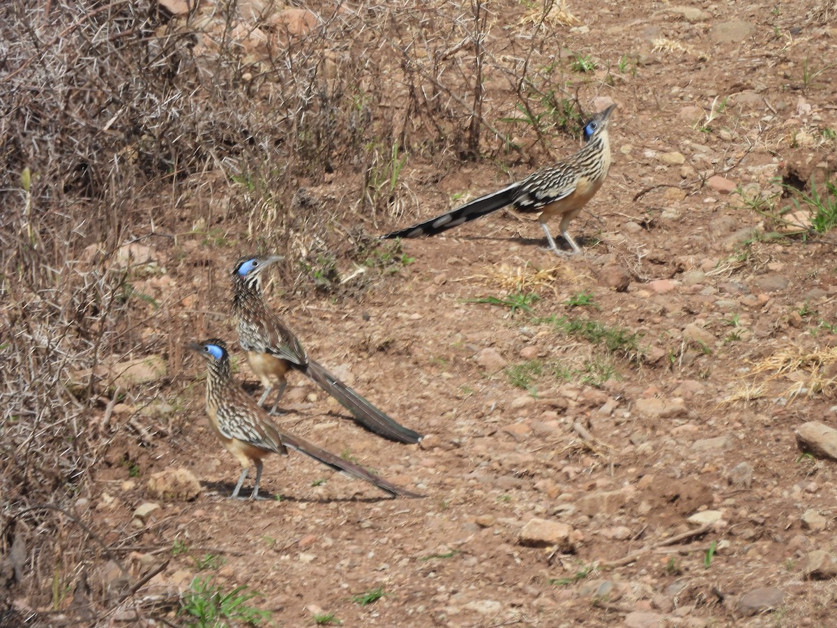 Lesser Roadrunner - ML640616009