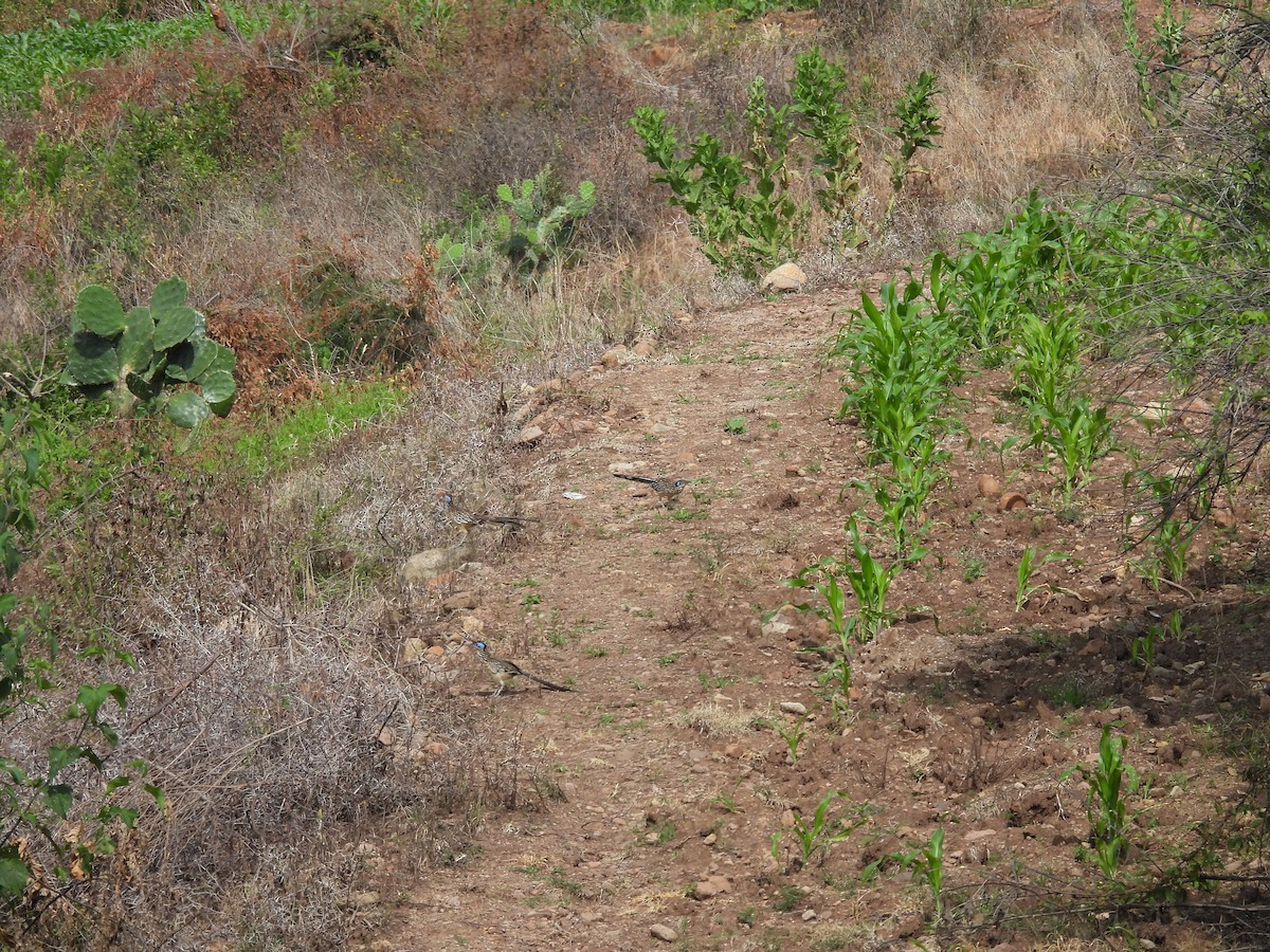 Lesser Roadrunner - ML640616010