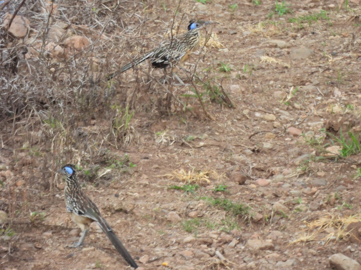 Lesser Roadrunner - ML640616011