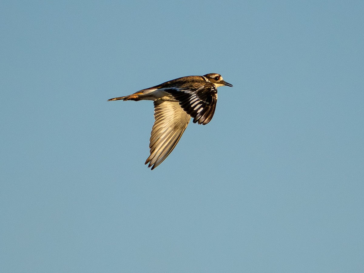 Killdeer - ML640616066