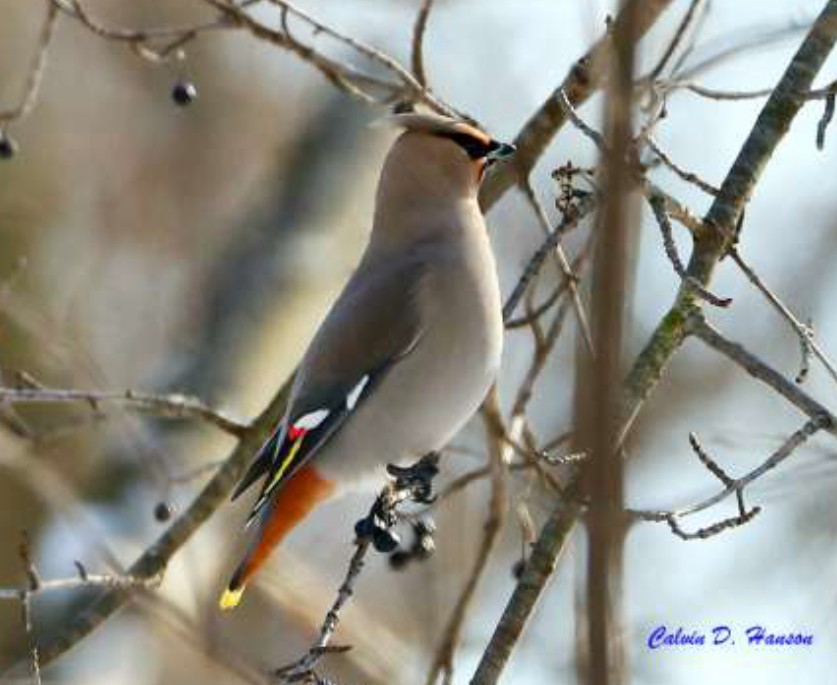 Bohemian Waxwing - ML640616186