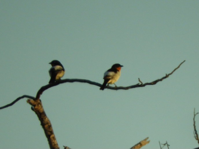 White-rumped Tanager - ML640616201