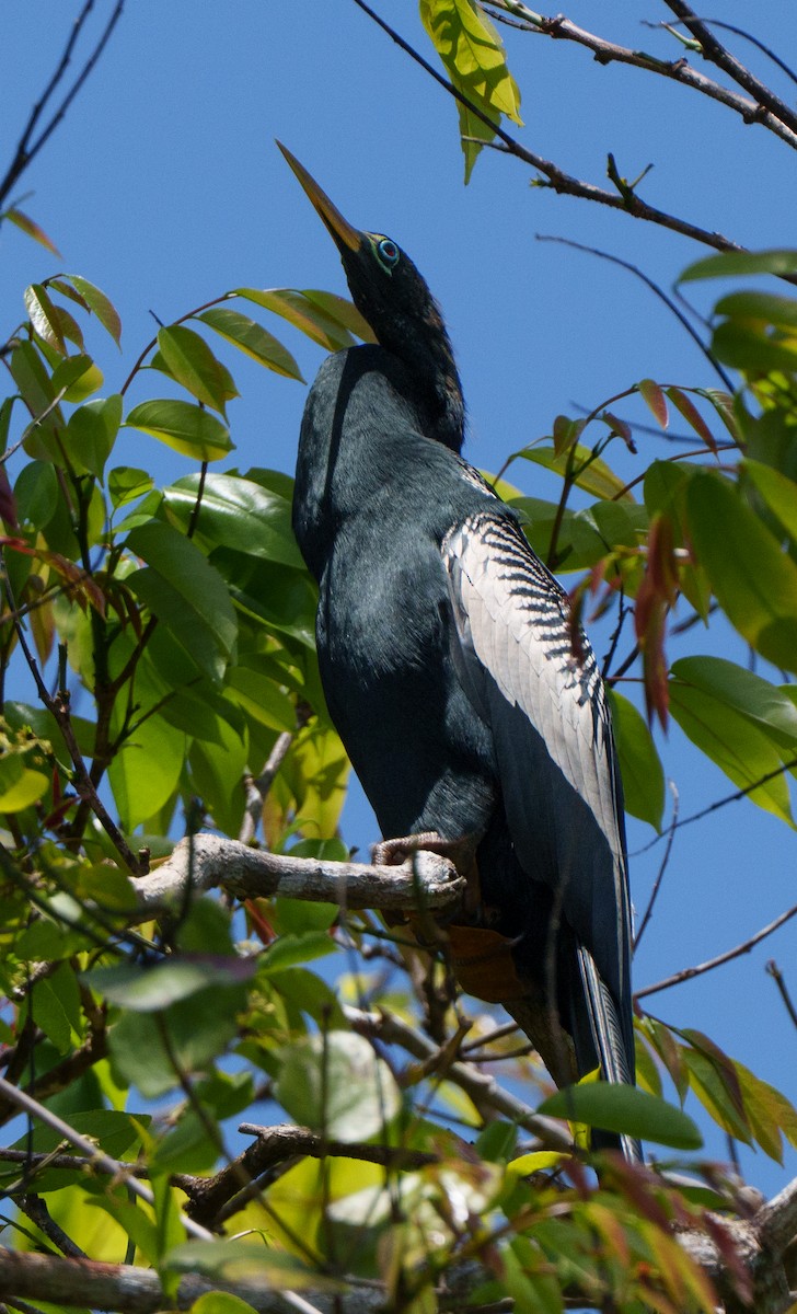anhinga americká - ML640616233