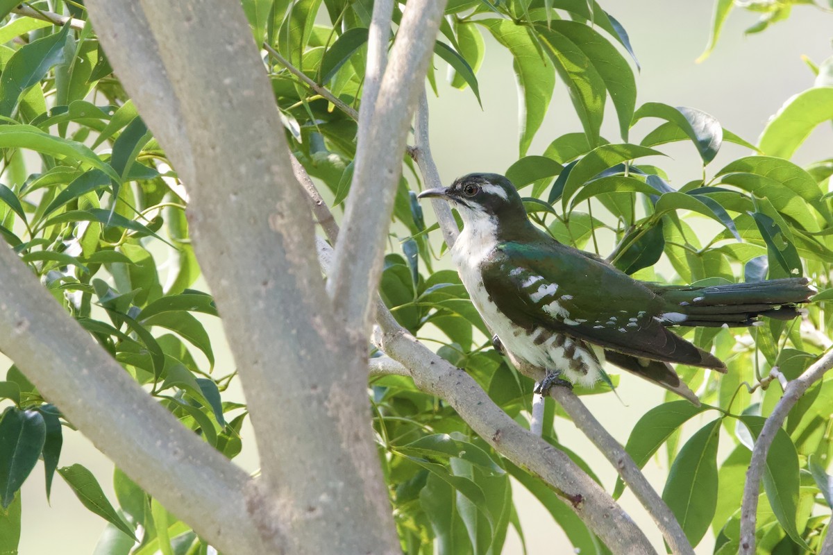 Dideric Cuckoo - ML640616246