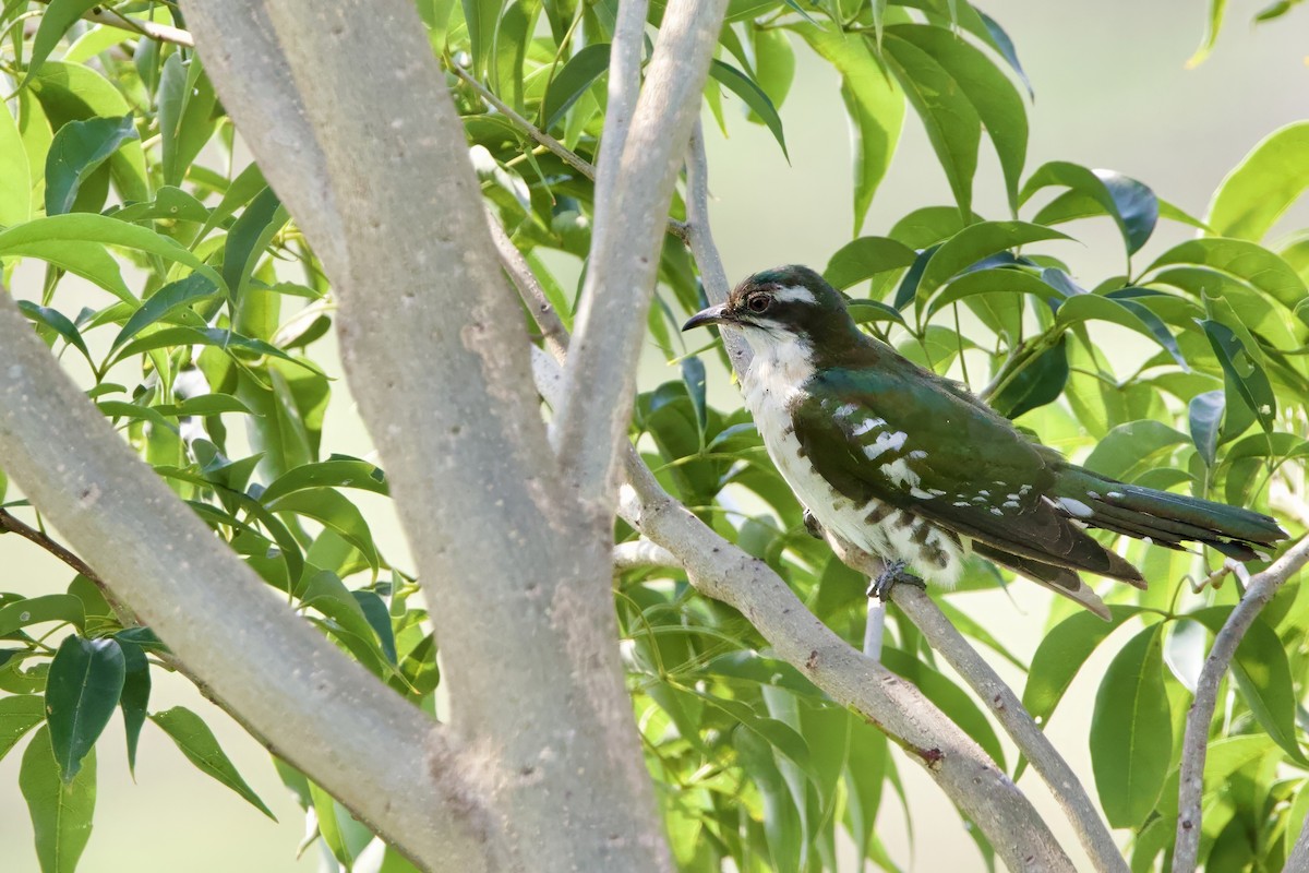 Dideric Cuckoo - ML640616248