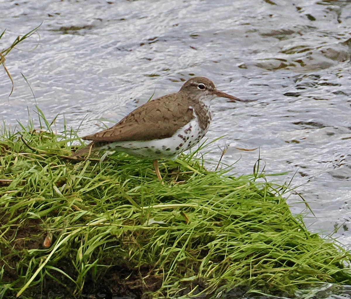 Spotted Sandpiper - ML640616278