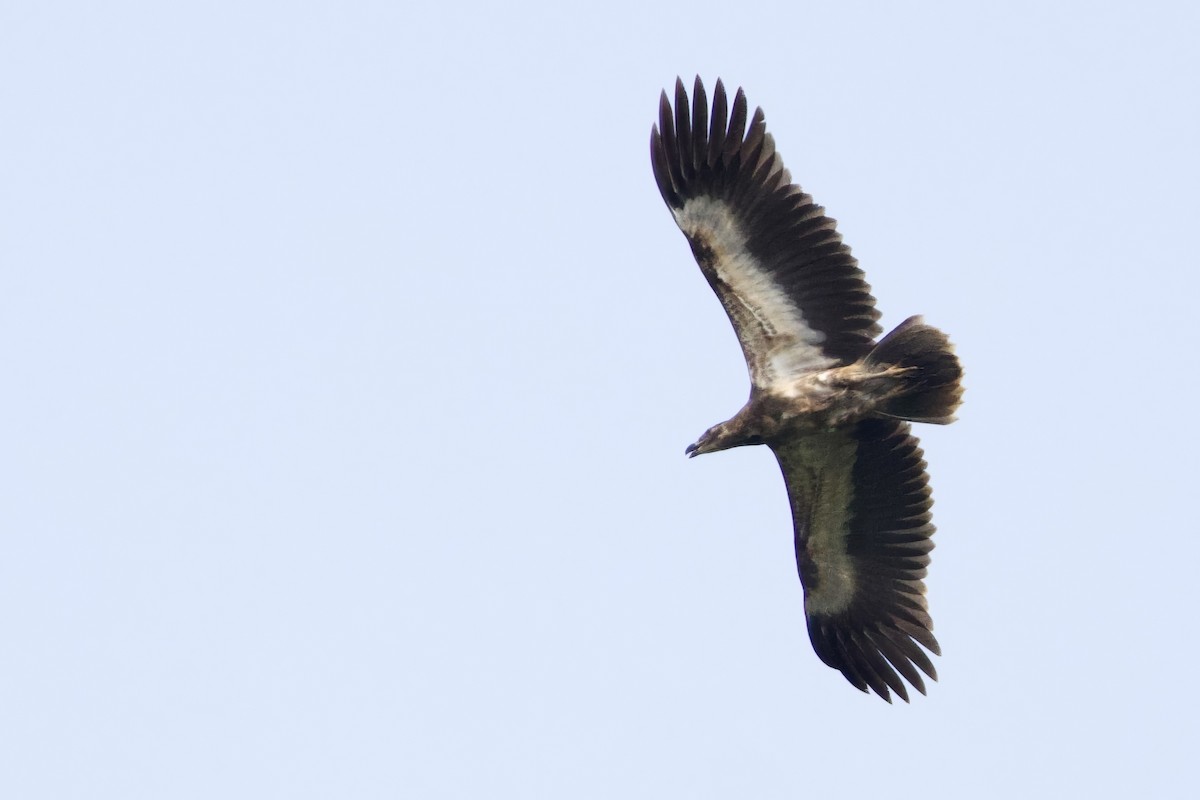 Palm-nut Vulture - ML640616320