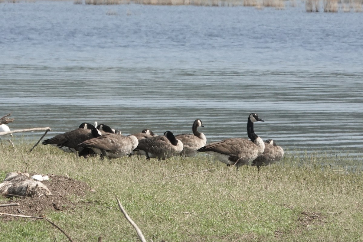 Canada Goose - ML640616323