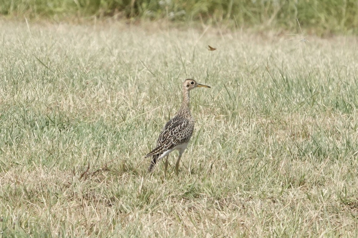 Upland Sandpiper - ML640616363