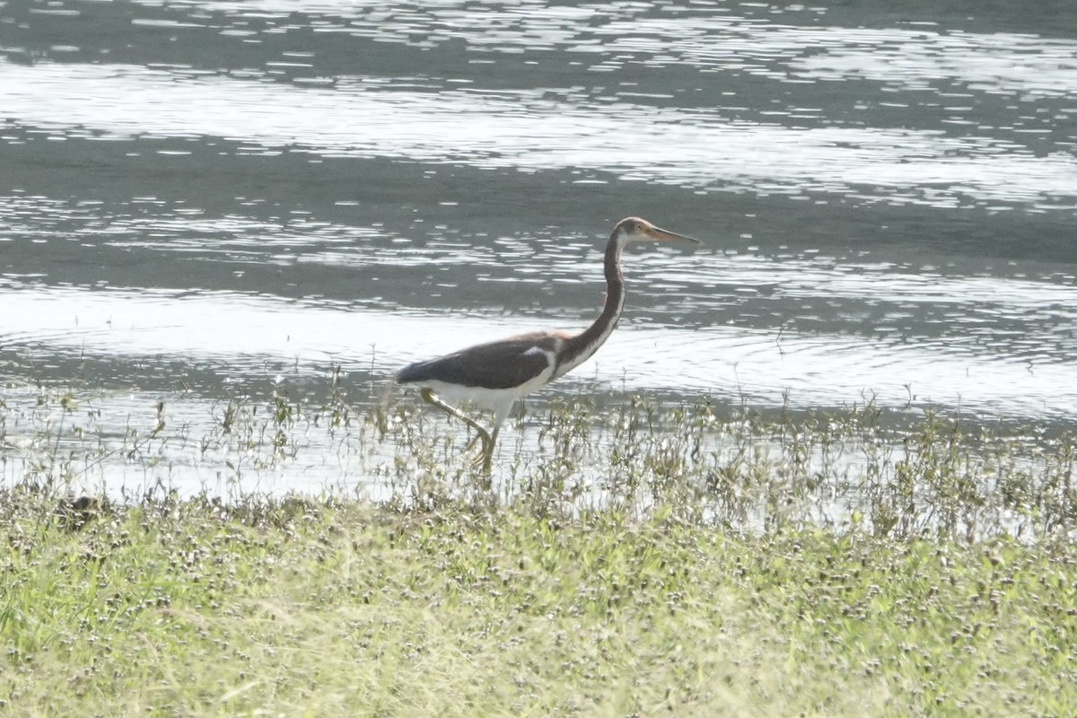 Tricolored Heron - ML640616389