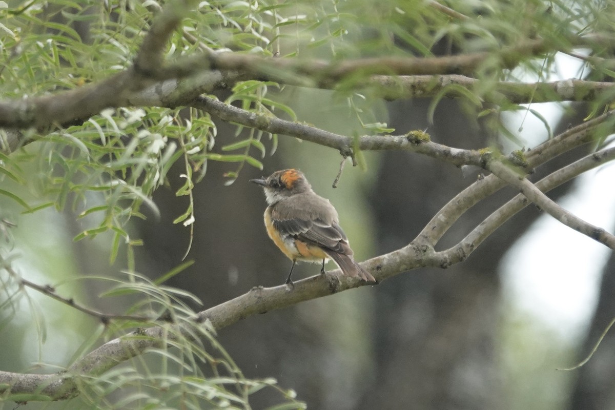 Vermilion Flycatcher - ML640616421