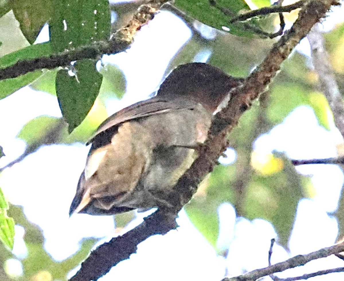 Rufous-brown Solitaire - ML640616516