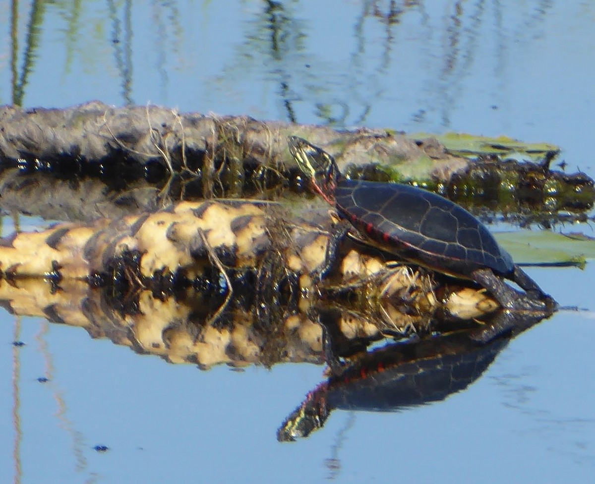 動物界 - ML640616600