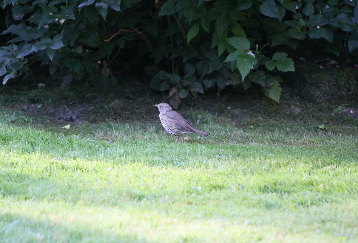 Song Thrush - ML640616627
