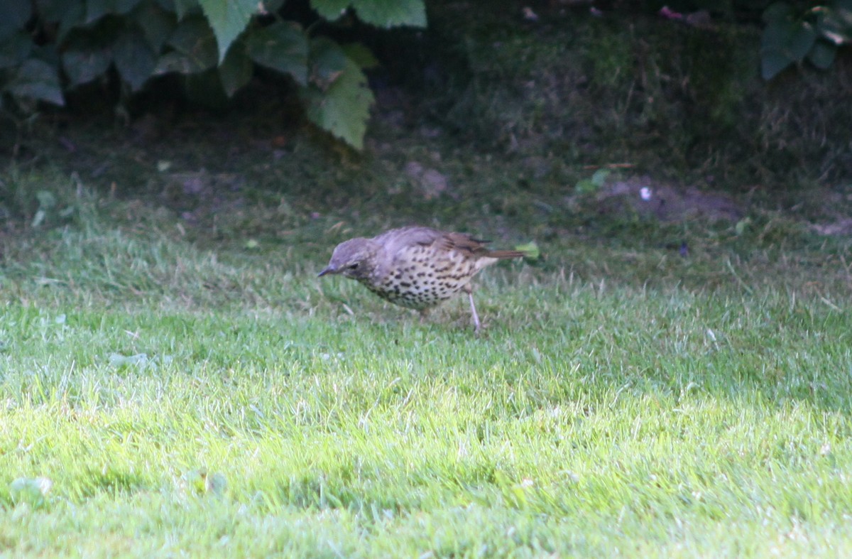 Song Thrush - ML640616632