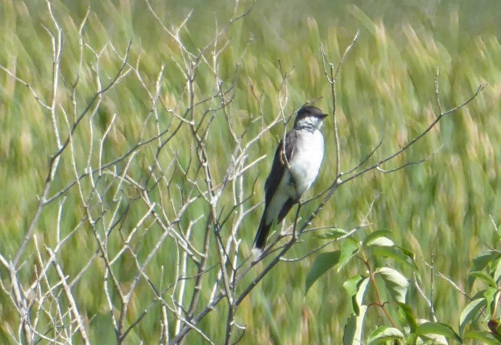 Eastern Kingbird - ML640616633