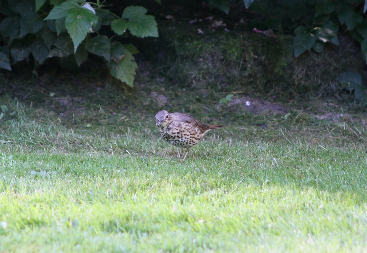 Song Thrush - ML640616648