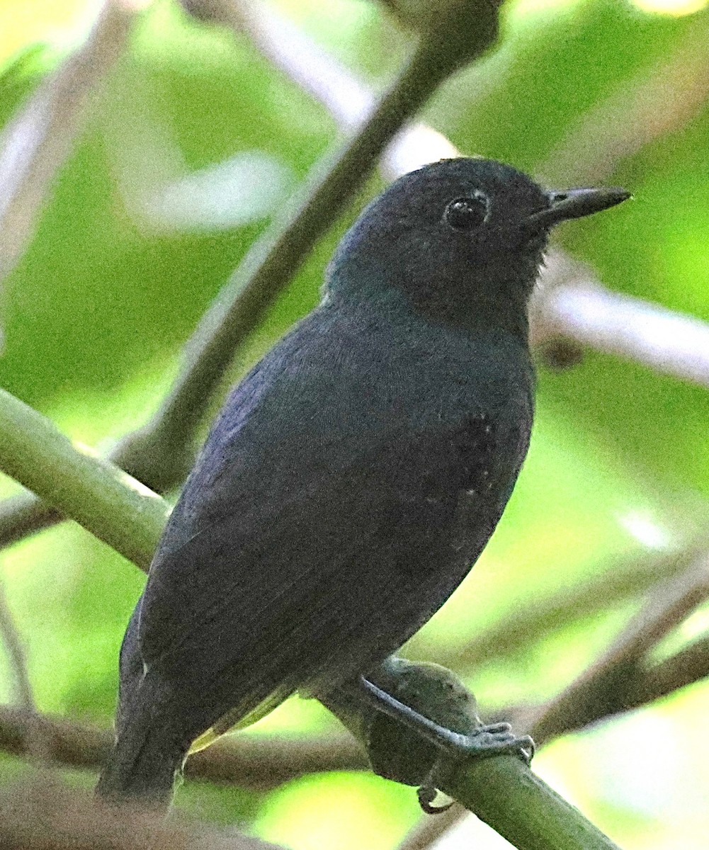 Plumbeous Antvireo - ML640616696