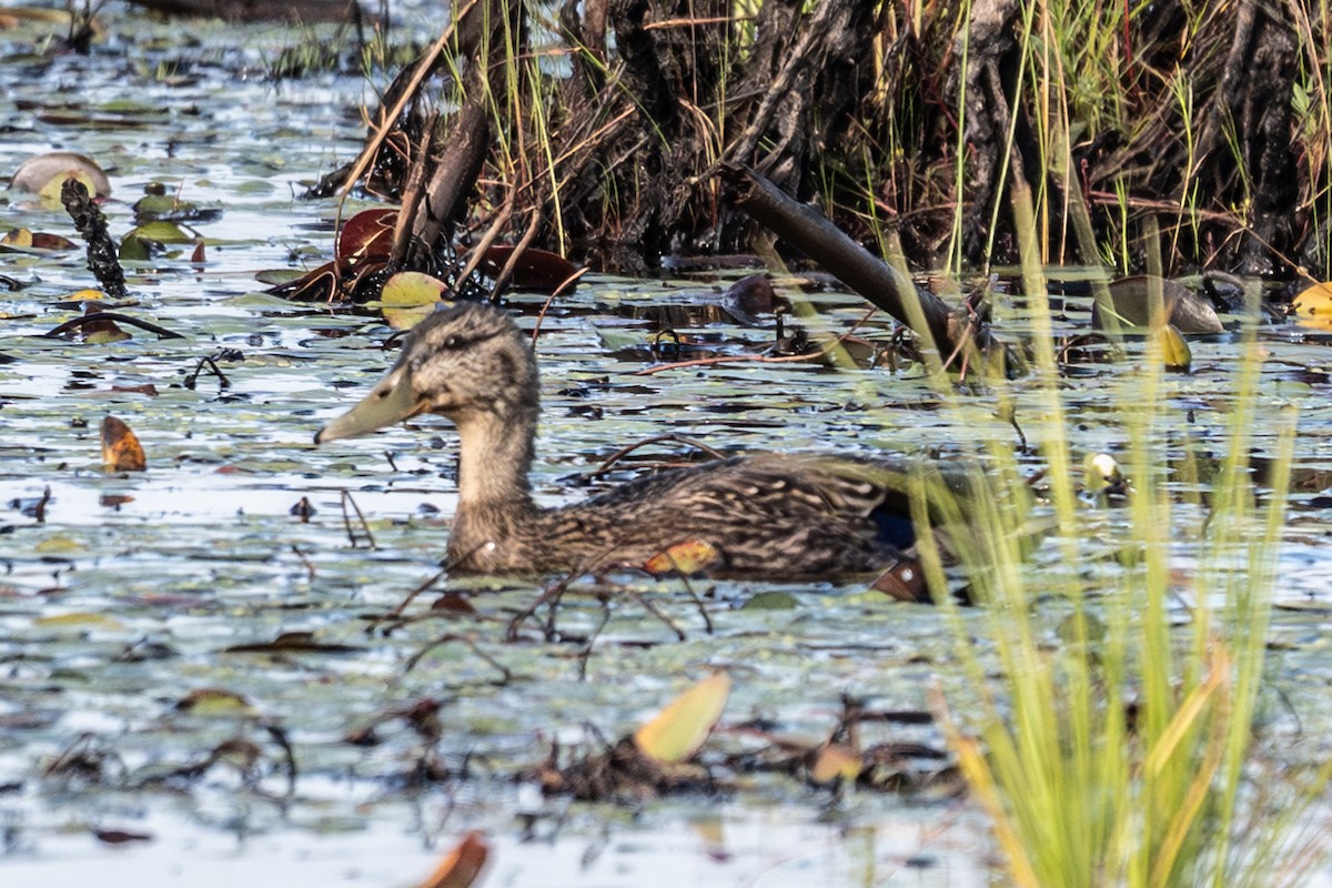 Mallard - ML640616716