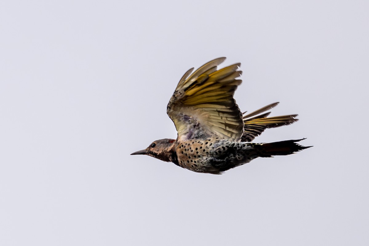 Northern Flicker - ML640616735
