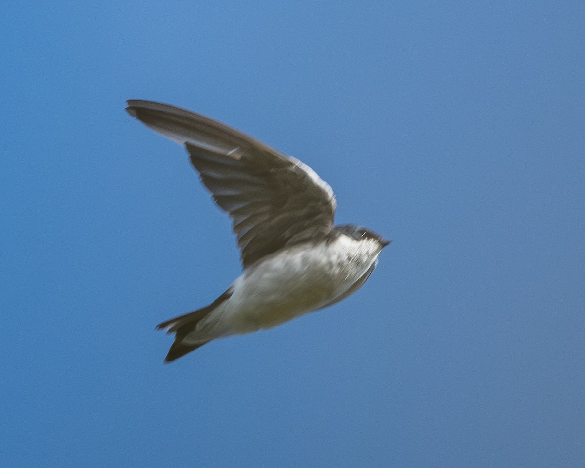 Tree Swallow - ML640616753