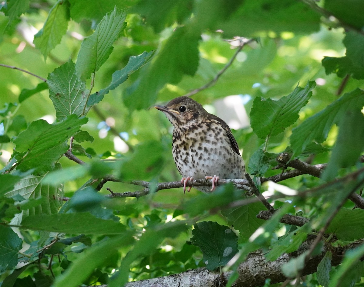 Song Thrush - ML640616856