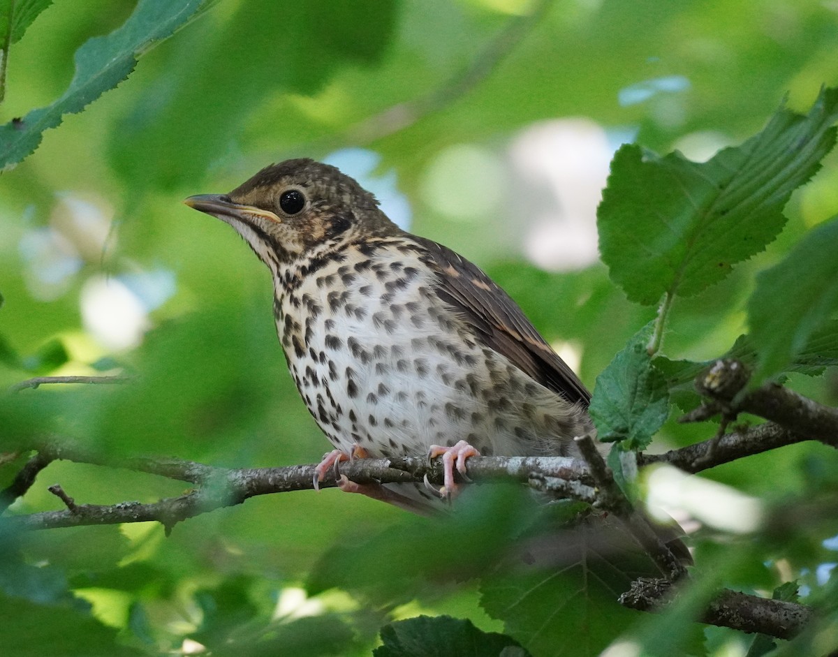 Song Thrush - ML640616857