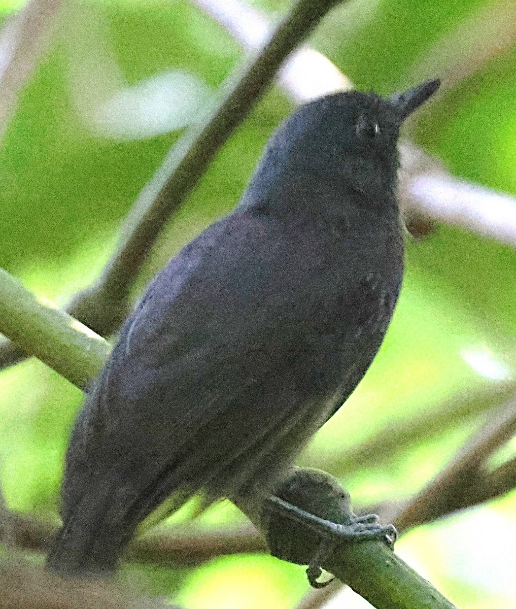 Plumbeous Antvireo - ML640616880