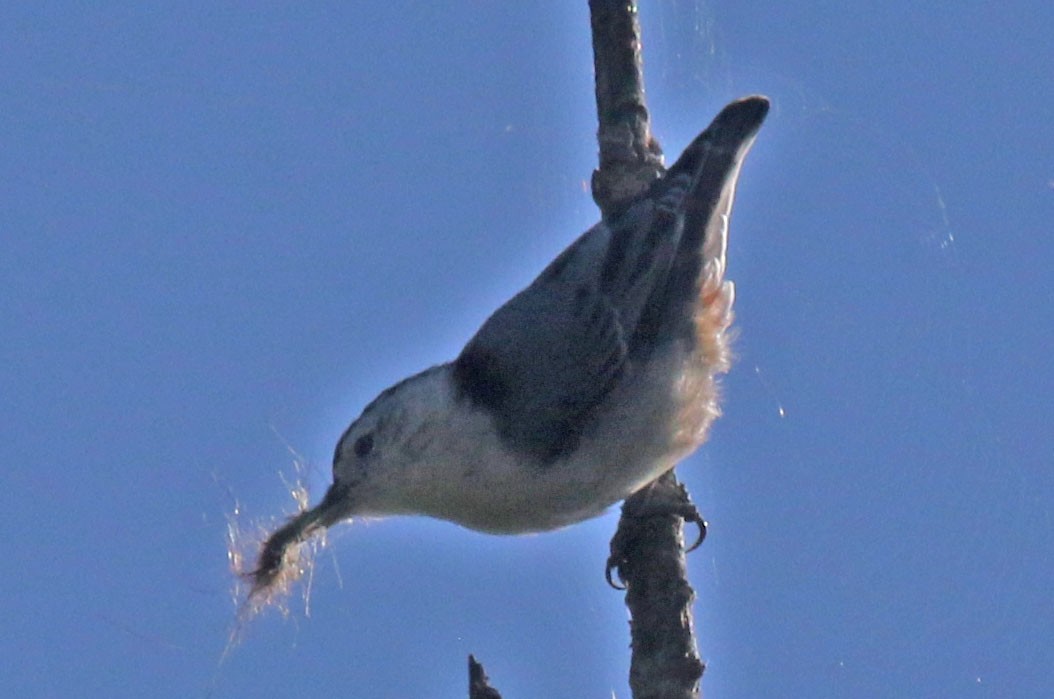 White-breasted Nuthatch - ML640616921