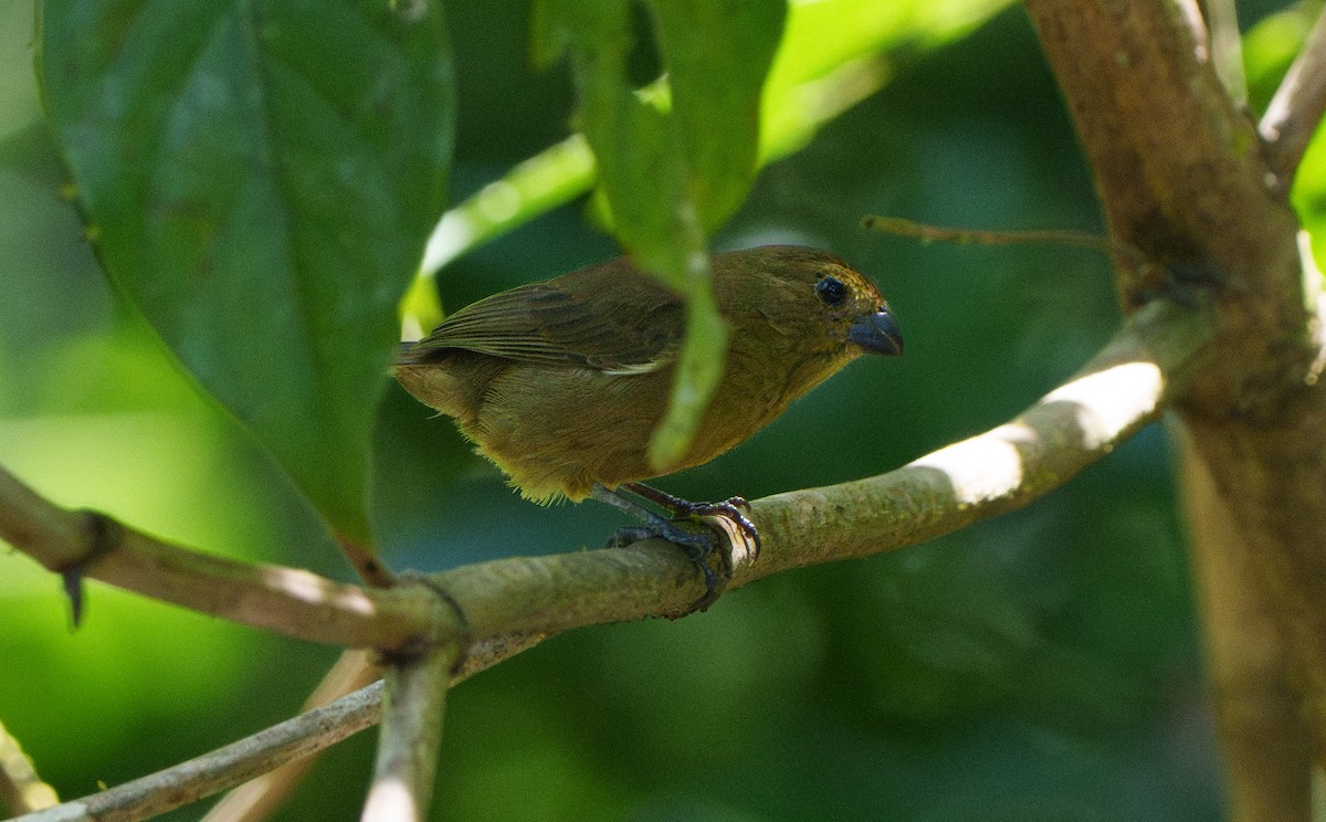Thick-billed Seed-Finch - ML640616926