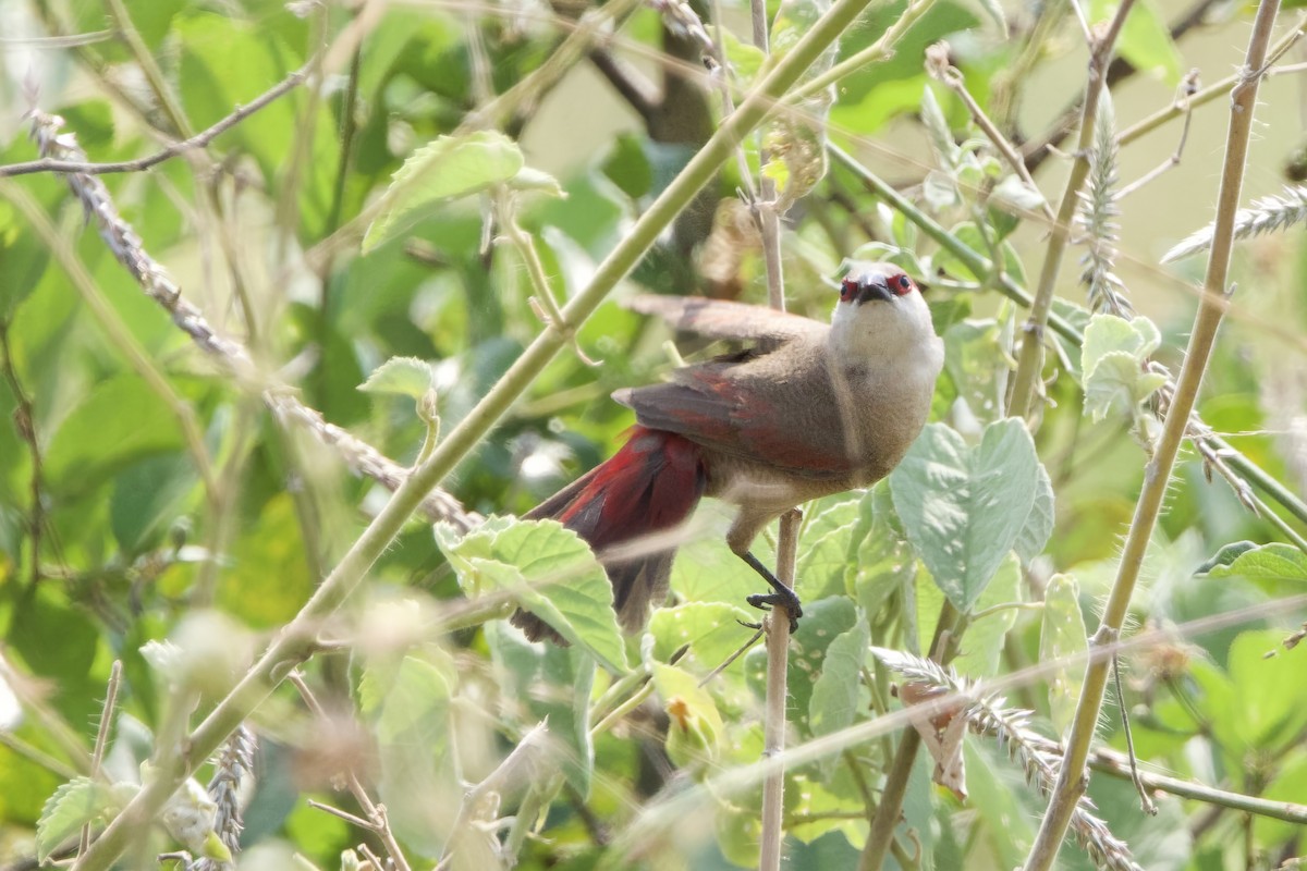 Crimson-rumped Waxbill - ML640616944