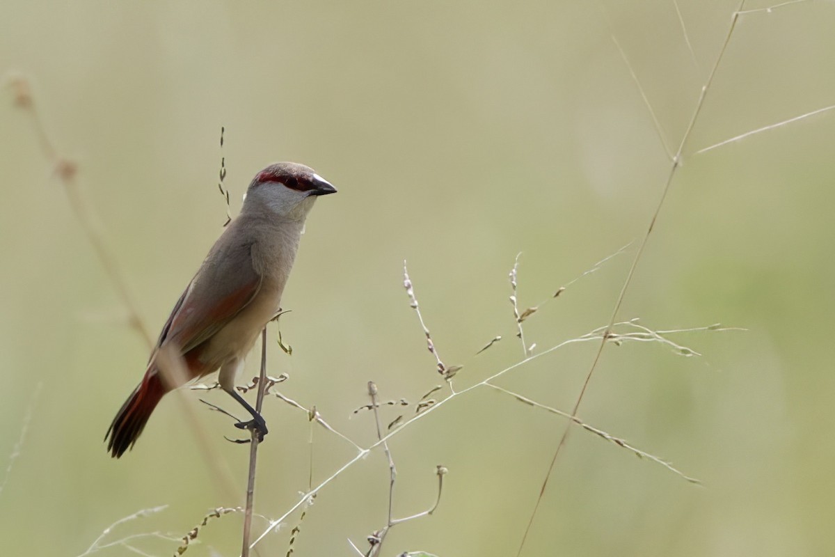 Crimson-rumped Waxbill - ML640616960