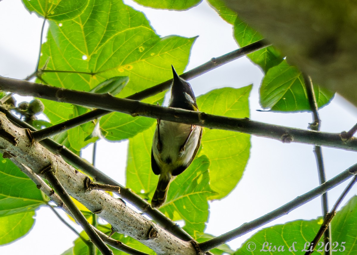 Masked Apalis - ML640617020